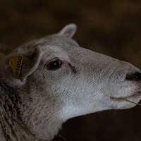Êtes-vous un mouton ? - Are you a lemming?