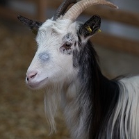 Ferme pédagogique de Paris  — Paris educational farm 